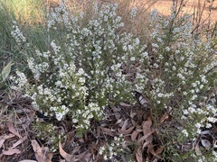 Agiortia pleiosperma