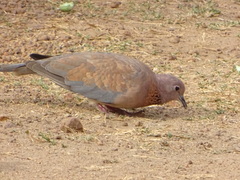 Streptopelia senegalensis