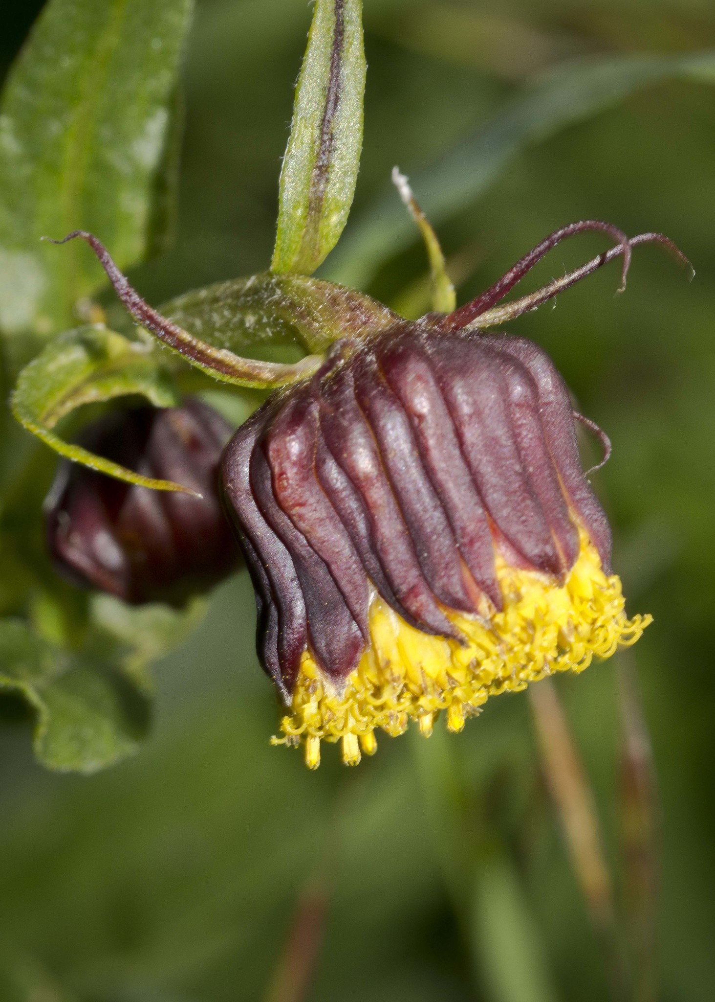 Senecio bigelovii var. hallii