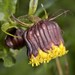 Senecio bigelovii hallii - Photo (c) Scott Cox, some rights reserved (CC BY-NC-ND), uploaded by Scott Cox