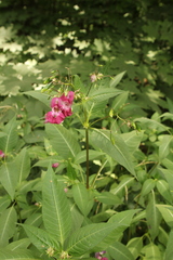 Impatiens glandulifera