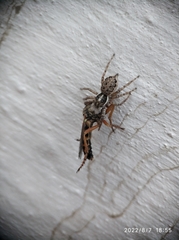 Menemerus semilimbatus