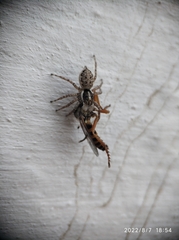 Menemerus semilimbatus