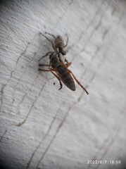 Menemerus semilimbatus