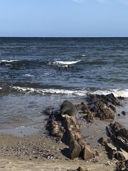 Arctocephalus tropicalis