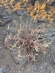 Cordylanthus kingii helleri