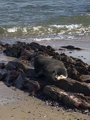 Arctocephalus tropicalis