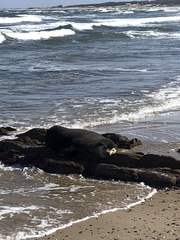 Arctocephalus tropicalis