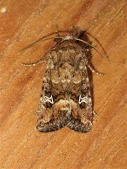 Lacinipolia stricta