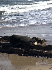 Arctocephalus tropicalis