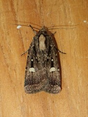 Abagrotis glenni