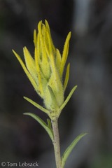 Castilleja flava