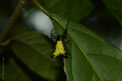 Micrathena furva