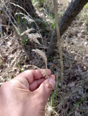 Poaceae