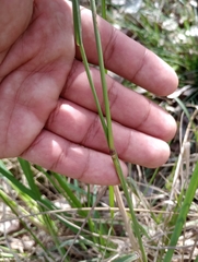 Poaceae