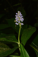 Dichorisandra paranaensis