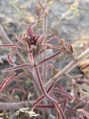 Cordylanthus kingii helleri
