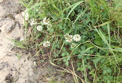 Trifolium repens