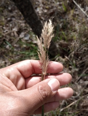 Poaceae