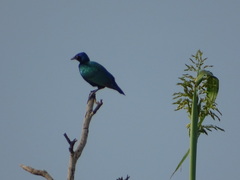 Lamprotornis purpureus
