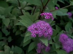 Spiraea japonica