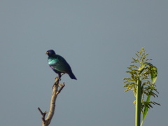 Lamprotornis purpureus