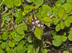 Thyrosticta quadrimacula