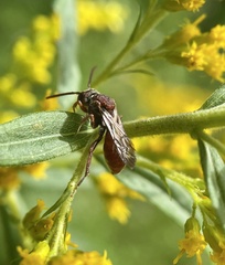 Nomada articulata