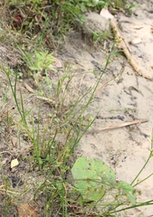 Juncus articulatus