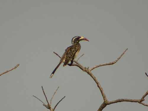 African Gray Hornbill