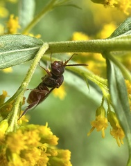 Nomada articulata