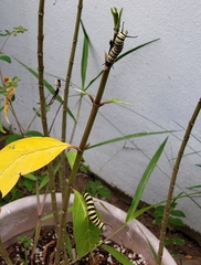 Danaus plexippus portoricensis