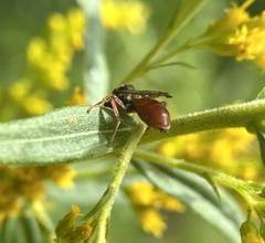 Nomada articulata
