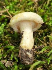 Lactarius yazooensis