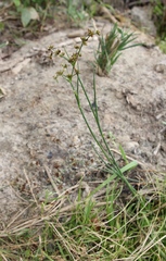 Juncus articulatus
