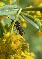 Nomada articulata