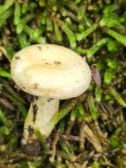 Lactarius yazooensis