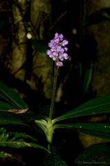 Dichorisandra paranaensis