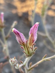 Cordylanthus kingii helleri