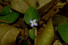 Coccocypselum geophiloides