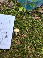 Lactarius yazooensis