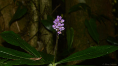 Dichorisandra paranaensis