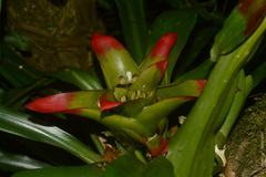 Nidularium innocentii