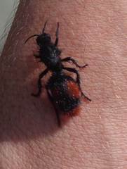 Dasymutilla clotho