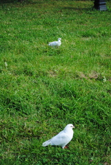 Columba livia domestica