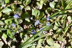 Veronica beccabunga muscosa