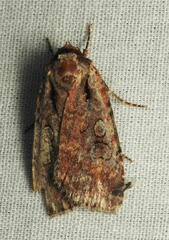 Eueretagrotis attentus