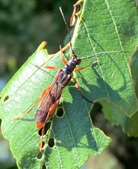 Necydalis laevicollis