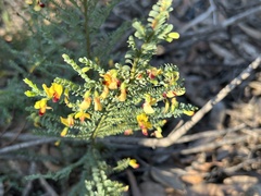 Bossiaea concolor