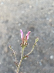 Cordylanthus kingii helleri